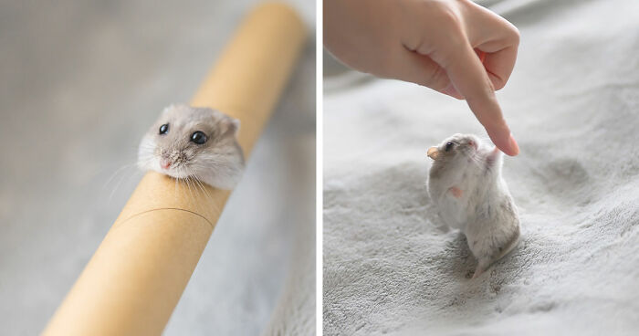 80 Adorable Hamster Pics From This Instagram Page That Might Make Your Day