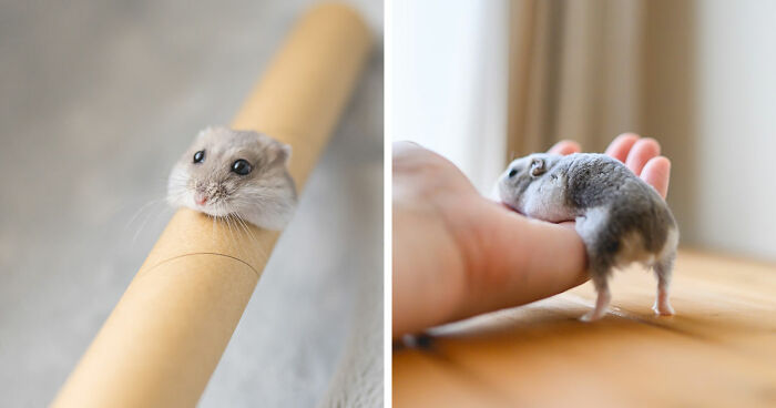 80 Adorable Hamster Pics From This Instagram Page That Might Make Your Day