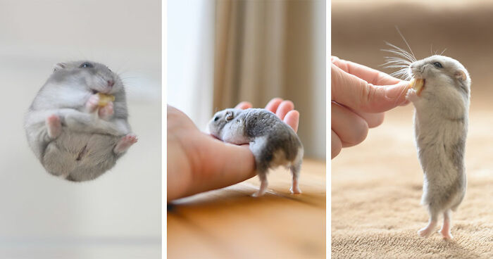 80 Adorable Hamster Pics From This Instagram Page That Might Make Your Day