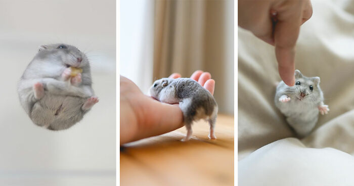 80 Adorable Hamster Pics From This Instagram Page That Might Make Your Day