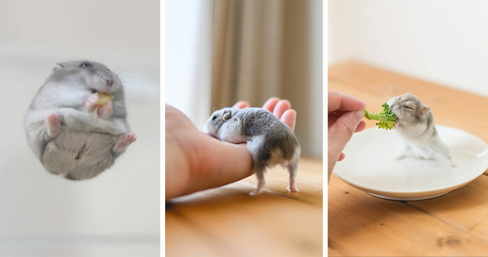 80 Adorable Hamster Pics From This Instagram Page That Might Make Your Day