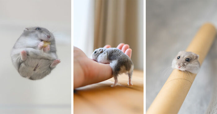 This Instagram Page Shared 80 Pics Of The Cutest Hamsters