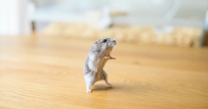 80 Adorable Hamster Pics From This Instagram Page That Might Make Your Day