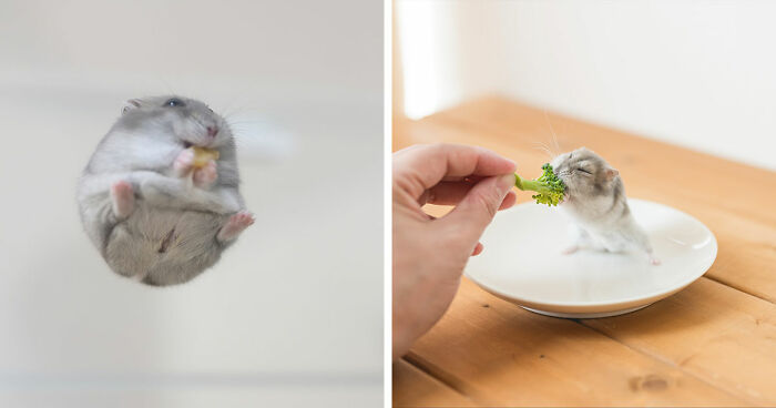 80 Adorable Hamster Pics From This Instagram Page That Might Make Your Day