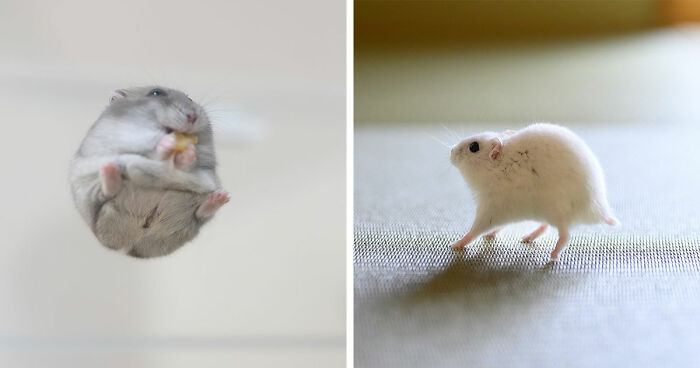 80 Adorable Hamster Pics From This Instagram Page That Might Make Your Day