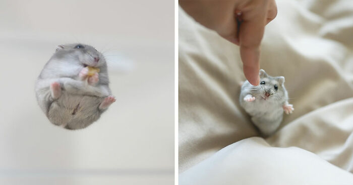 80 Adorable Hamster Pics From This Instagram Page That Might Make Your Day