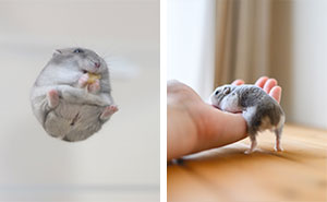 80 Adorable Hamster Pics From This Instagram Page That Might Make Your Day