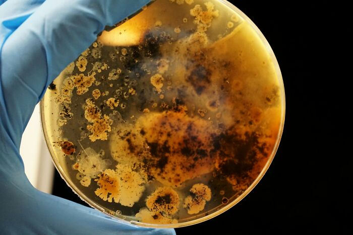 Close-up of mold growth on a petri dish held by a gloved hand, showing contamination related to shipping containers issues.