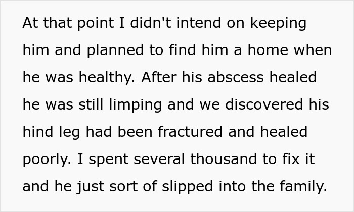 Text describing a lost cat’s recovery from injury and transition from street survivor to beloved family member. Text describing a lost cat’s recovery from injury and transition from street survivor to beloved family member.