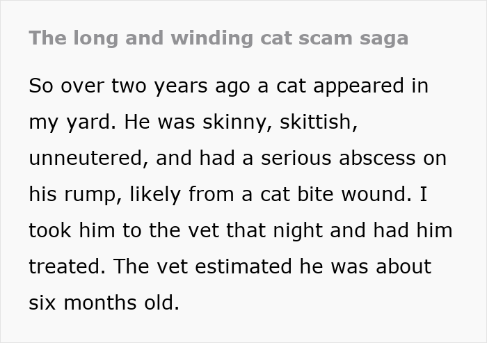 Text excerpt about a lost cat discovered injured and skittish, highlighting its transformation from street survivor to family royalty. Text excerpt about a lost cat discovered injured and skittish, highlighting its transformation from street survivor to family royalty.