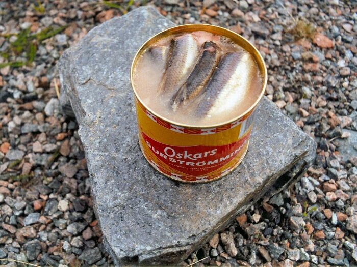 Open can of fermented herring on stone outdoors, representing disgusting local delicacies featured in unusual foods.