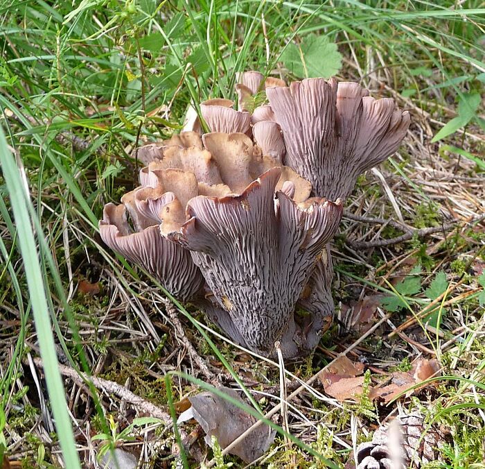 Cluster of unusual wild mushrooms growing in grass, representing disgusting local delicacies and strange food choices.