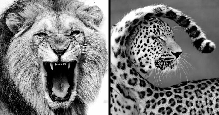 I Captured Wild Animals In Black And White To Show Their True Emotions (32 Pics)