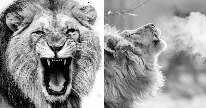 I Removed Color From My 32 Wildlife Photos To Highlight Expression And Emotion
