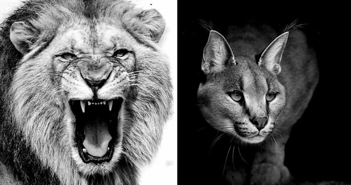 I Removed Color From My 32 Wildlife Photos To Highlight Expression And Emotion