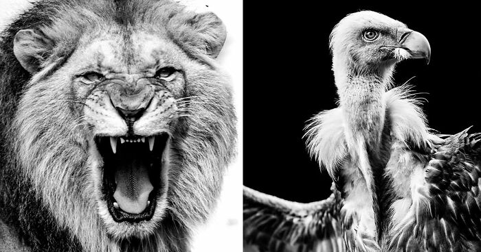 I Removed Color From My 32 Wildlife Photos To Highlight Expression And Emotion