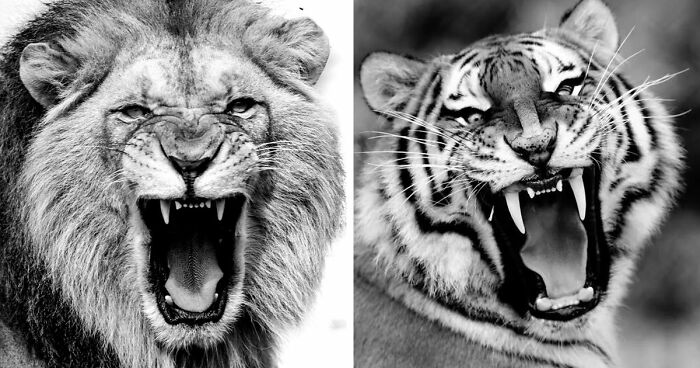 I Removed Color From My 32 Wildlife Photos To Highlight Expression And Emotion
