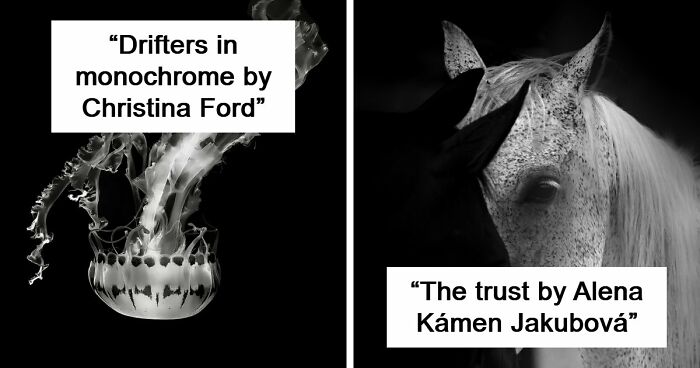 These 49 Black & White Nature Photos Prove You Don’t Need Color To Feel The Moment