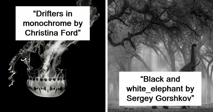 These 49 Black & White Nature Photos Prove You Don’t Need Color To Feel The Moment