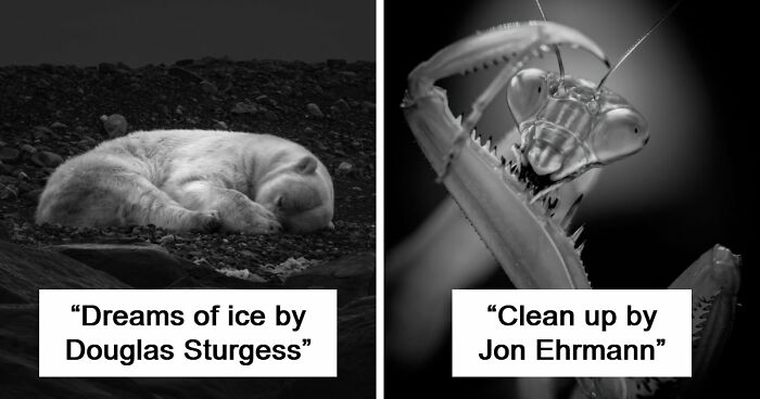 These 49 Black & White Nature Photos Prove You Don’t Need Color To Feel The Moment