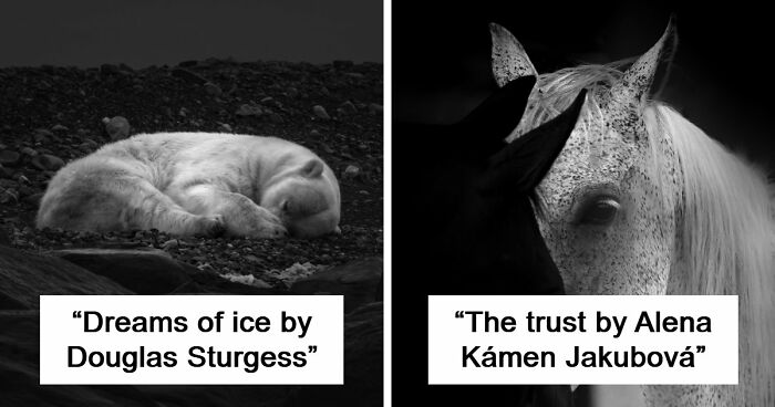These 49 Black & White Nature Photos Prove You Don’t Need Color To Feel The Moment