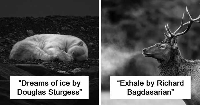 These 49 Black & White Nature Photos Prove You Don’t Need Color To Feel The Moment