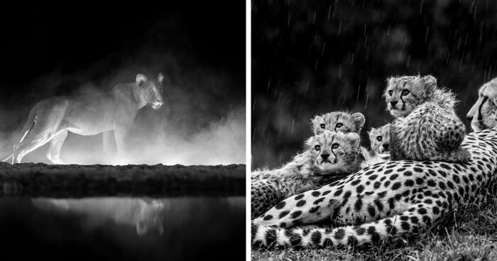 These 49 Black & White Nature Photos Prove You Don’t Need Color To Feel The Moment