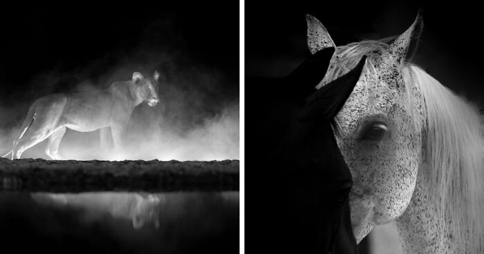 These 49 Black & White Nature Photos Prove You Don’t Need Color To Feel The Moment
