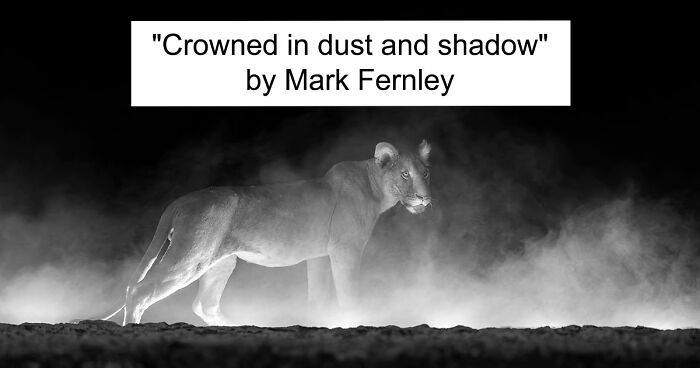 These 49 Black & White Nature Photos Prove You Don’t Need Color To Feel The Moment