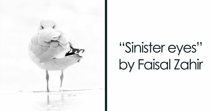 These 49 Black & White Nature Photos Prove You Don’t Need Color To Feel The Moment