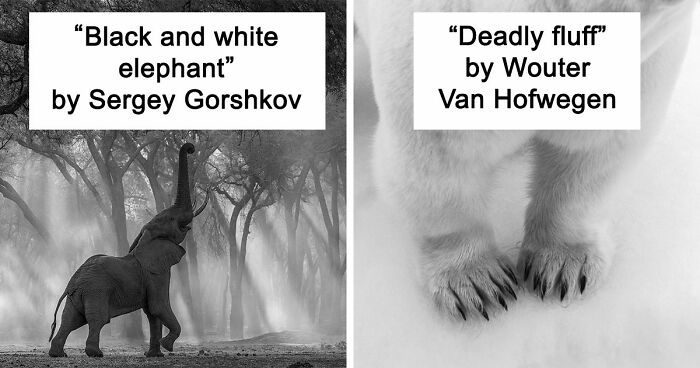 These 49 Black & White Nature Photos Prove You Don’t Need Color To Feel The Moment