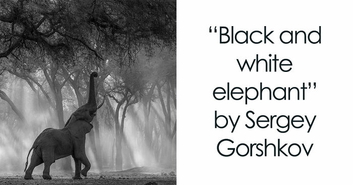 These 49 Black & White Nature Photos Prove You Don’t Need Color To Feel The Moment