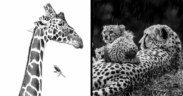 These 49 Black & White Nature Photos Prove You Don’t Need Color To Feel The Moment