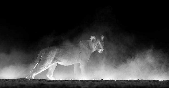 These 49 Black & White Nature Photos Prove You Don’t Need Color To Feel The Moment