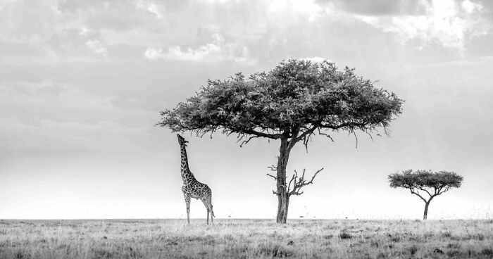 These 49 Black & White Nature Photos Prove You Don’t Need Color To Feel The Moment