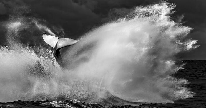 These 49 Black & White Nature Photos Prove You Don’t Need Color To Feel The Moment