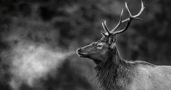 49 Stunning Monochrome Nature Photos That Turn Wildlife Into Art