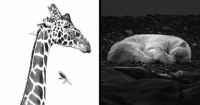 These 49 Black & White Nature Photos Prove You Don’t Need Color To Feel The Moment