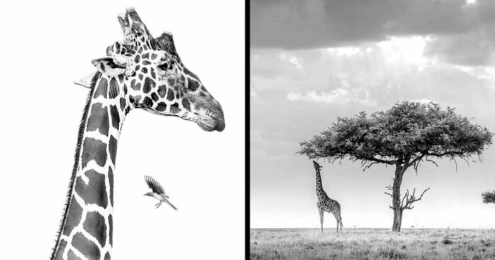 These 49 Black & White Nature Photos Prove You Don’t Need Color To Feel The Moment