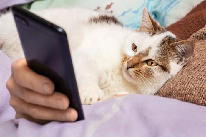 White and brown cat resting on a blanket while a person holds a phone, illustrating lost cat going from street survivor to family royalty. White and brown cat resting on a blanket while a person holds a phone, illustrating lost cat going from street survivor to family royalty.
