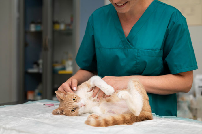 Veterinarian in scrubs gently examines a relaxed orange and white lost cat transformed from street survivor to family royalty. Veterinarian in scrubs gently examines a relaxed orange and white lost cat transformed from street survivor to family royalty.