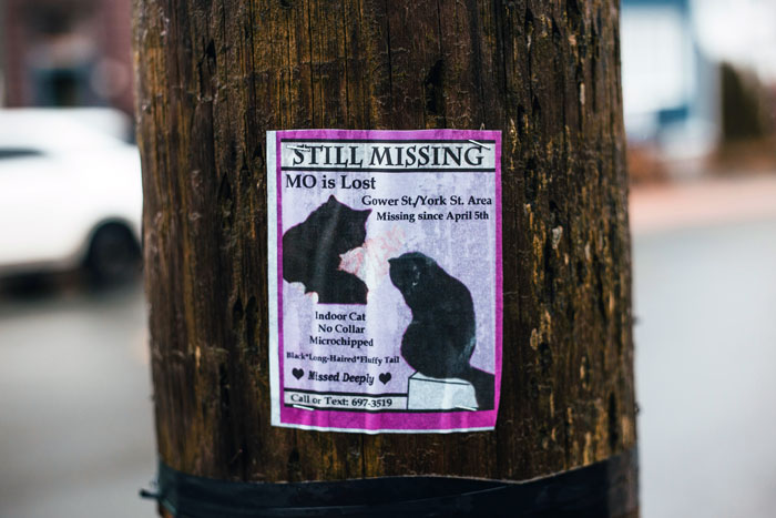 Missing cat poster on a wooden pole for lost cat, highlighting a street survivor turned family royalty story. Missing cat poster on a wooden pole for lost cat, highlighting a street survivor turned family royalty story.