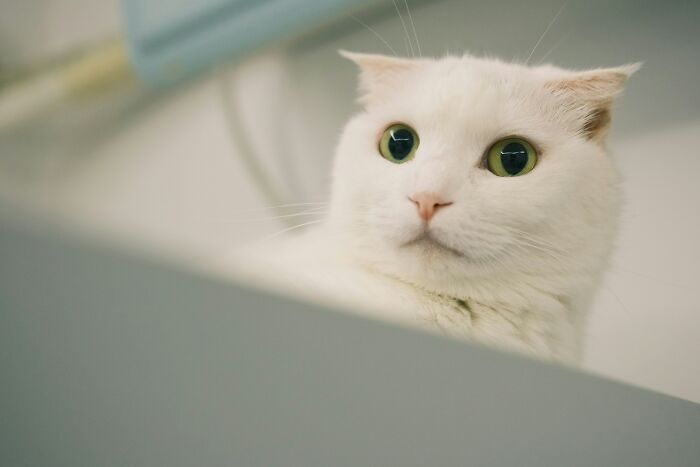 White cat with big green eyes looking amused, illustrating funny names pets didn’t ask for in a humorous setting.