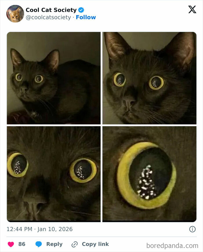 Close-up collage of a black cat with wide eyes reflecting light, showcasing how awesome cats are in funny memes.