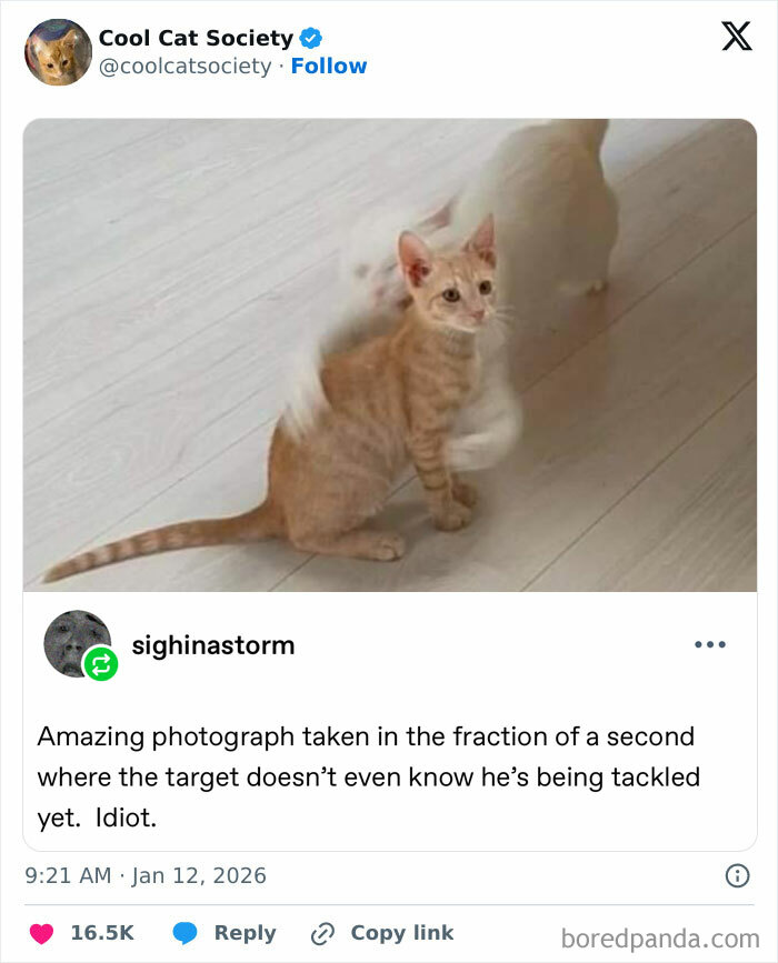 Two cats playing with one cat mid-tackle in a humorous moment showcasing how awesome cats are.