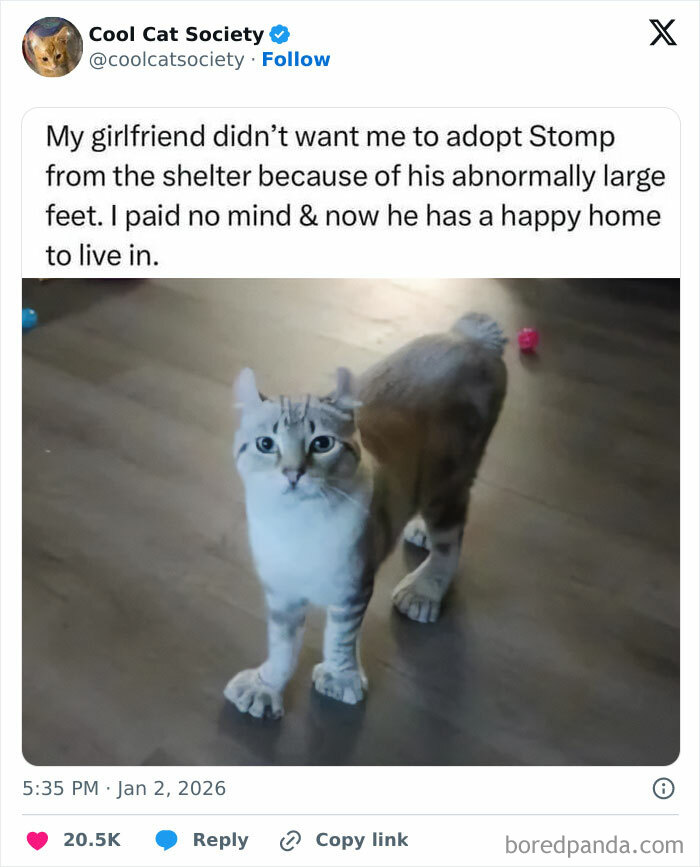 Cat with abnormally large feet standing on a wooden floor, showcasing funny memes about how awesome cats are.