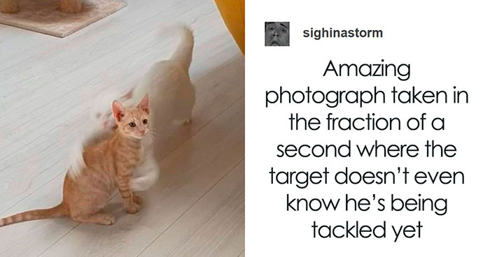 80 Times Cats Were So Ridiculous They Became Memes