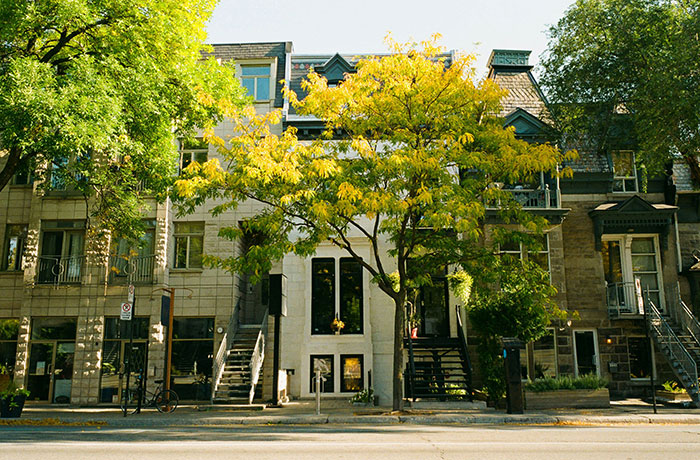 Sunlit urban townhouse row with front stairs and a yellowing tree on a quiet street, Tokyo
