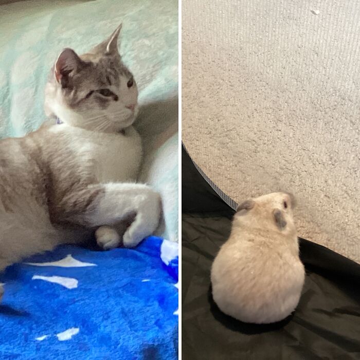 Hey Pandas, Show Me The Cutest (Or Funniest) Pictures Of Your Pets