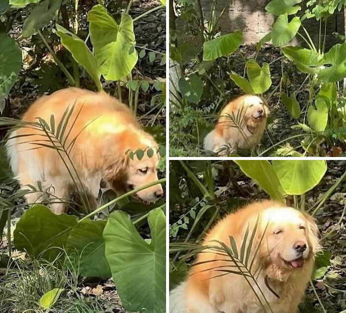 Golden retriever blending into lush green plants, showcasing a random and cringe photo with a unique sense of humor.